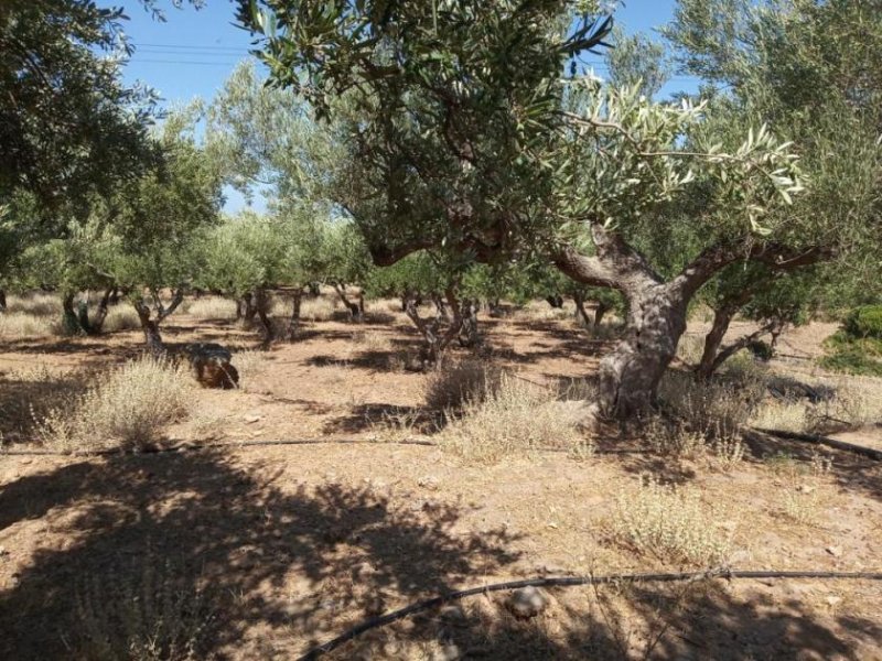 Kissamos Grundstück in der Nähe des Strandes von Falassarna Grundstück kaufen